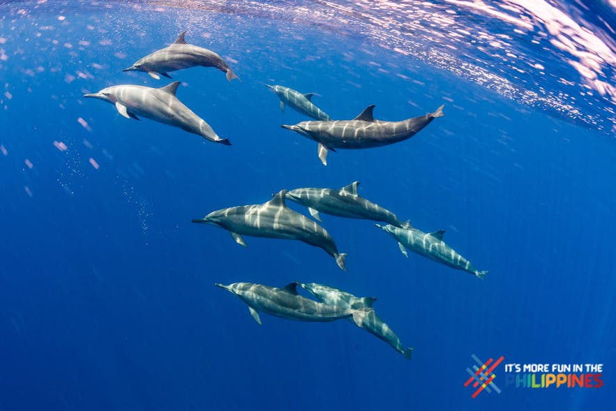 Spinner dolphins at the Tubbataha Reefs National Park