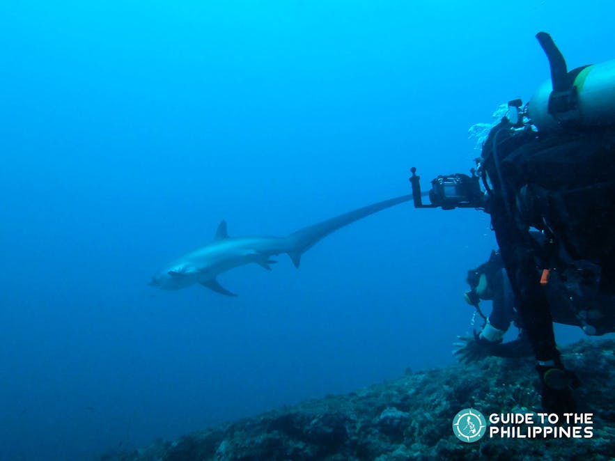 Diver spotting a thresher shark dives in Monad Shoal