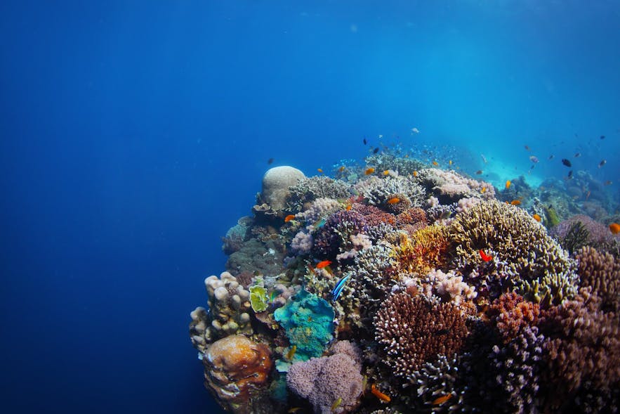 Coral reef in Balicasag Island of Bohol