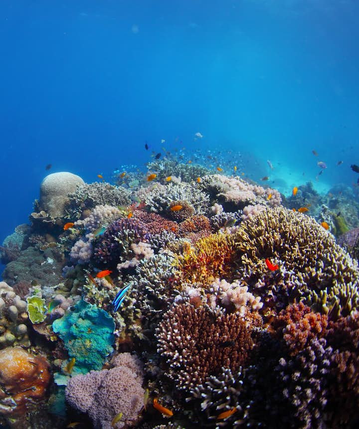 Coral reef in Balicasag Island of Bohol