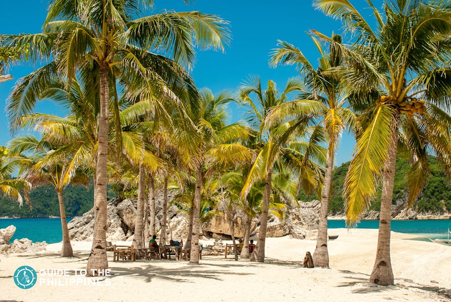 Coconut trees during summer in Islas de Gigantes