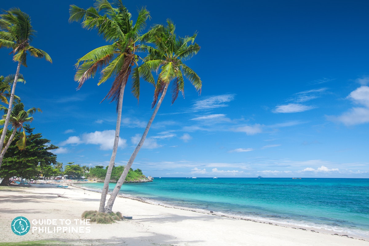 Top Things to Do in Malapascua Island: Thresher Sharks Di...