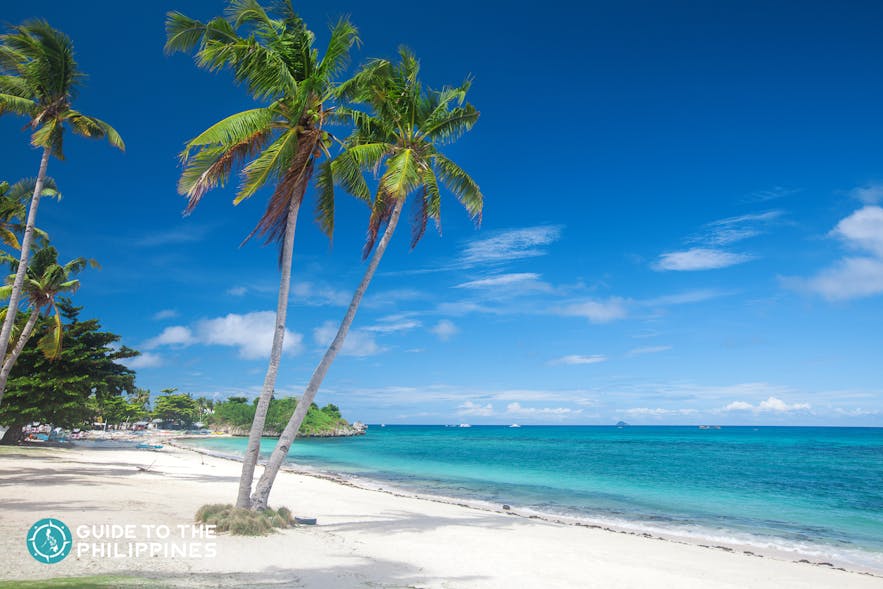 Beach and Coconut Trees in Langob beach, Malapascua island, Cebu