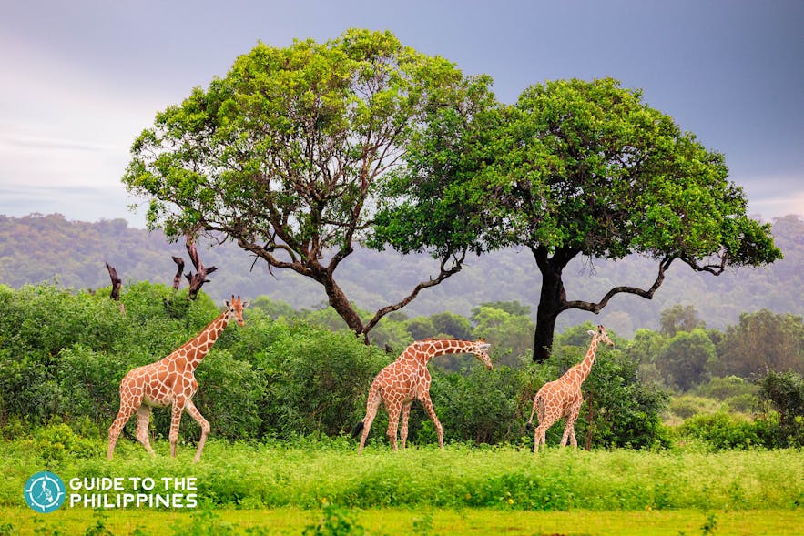 Tower of giraffes at Calauit Safari Park in Coron, Philippines