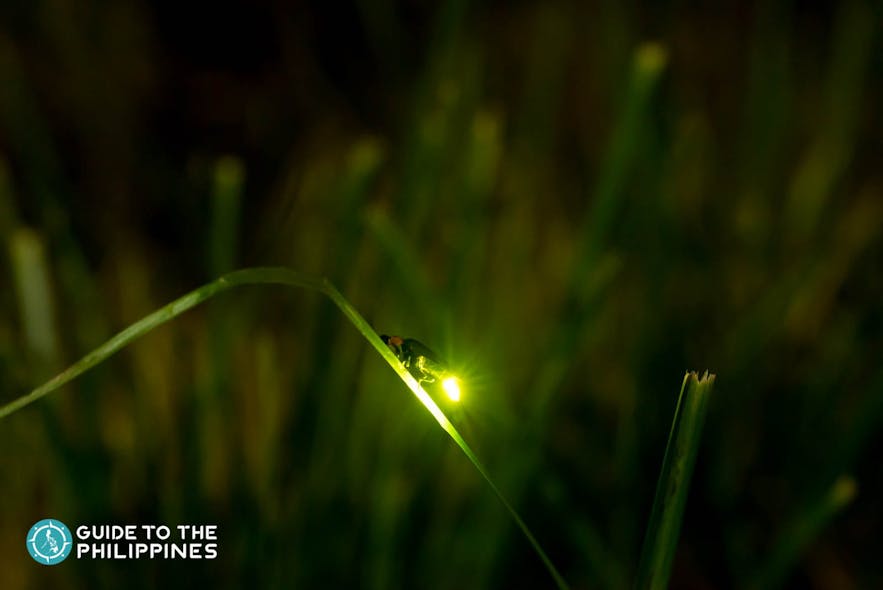 Glowing firefly on a leaf along a river