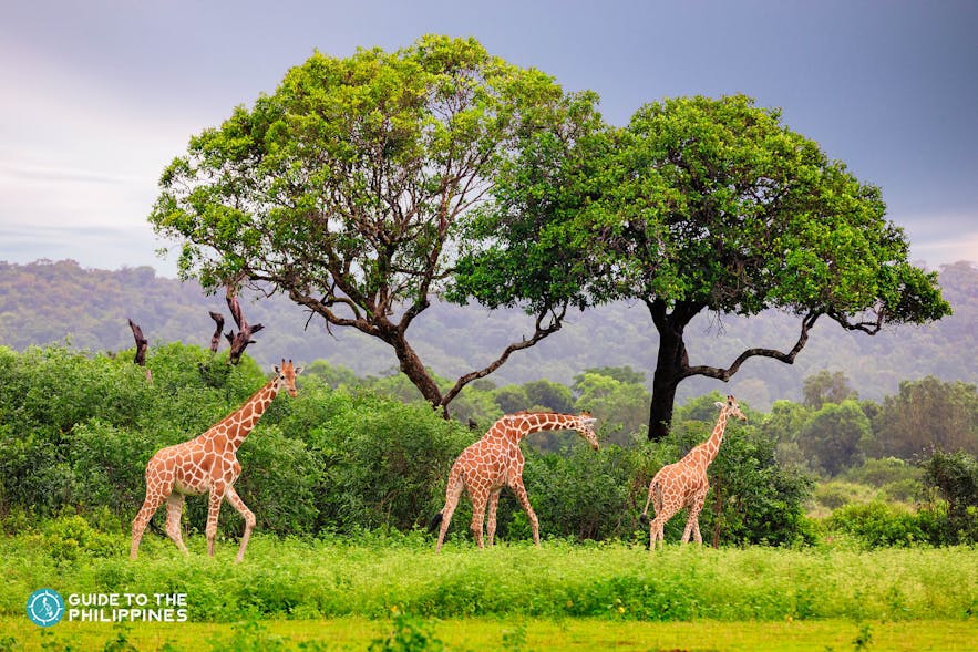 Tower of giraffes in Coron's Calauit Safari Park
