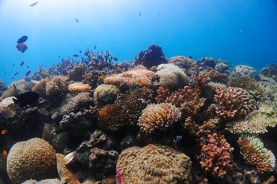 Rich, vibrant corals and fishes seen in Cebu diving spots