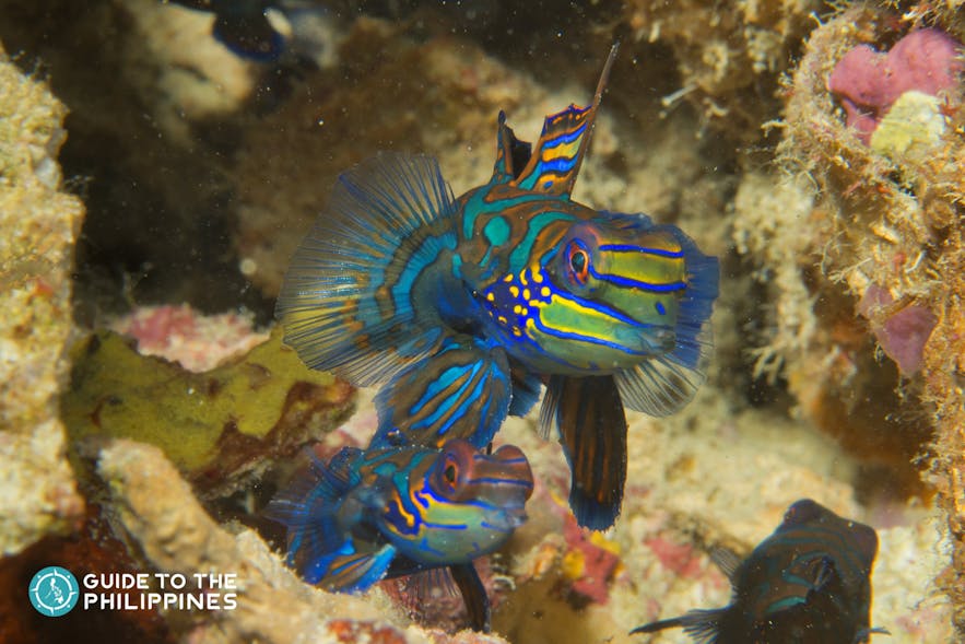 Mandarin fish in Malapascua dive spots