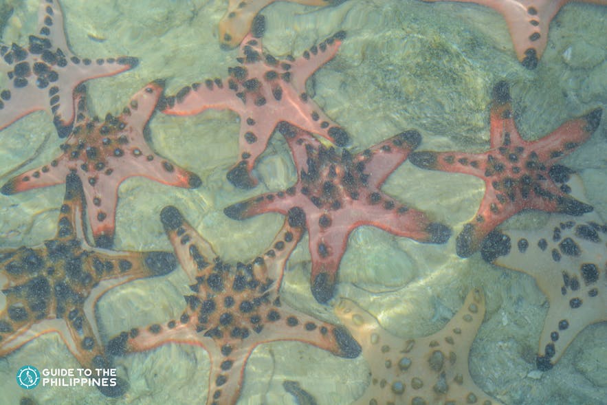 A group of starfish at Starfish Island in Honda Bay, Palawan