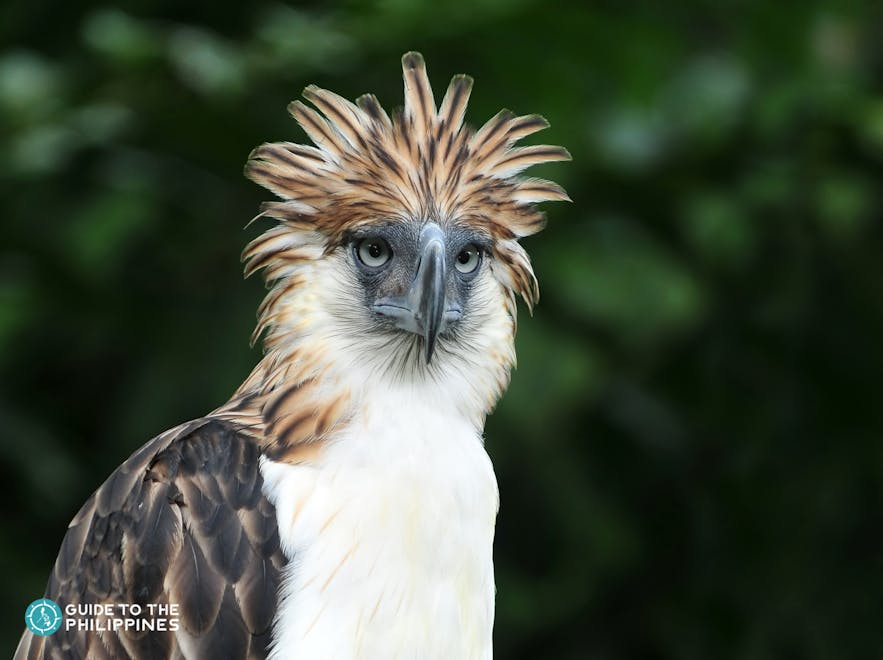 Philippine eagle found in Davao, Philippines
