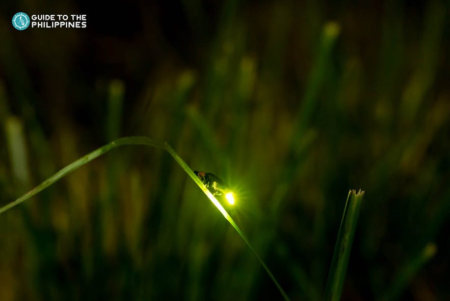 Close up shot of a firefly