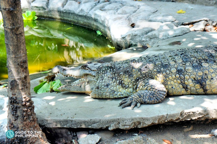 Resting crocodile at the Palawan Rescue and Wildlife Conservation Centre in Puerto Princesa