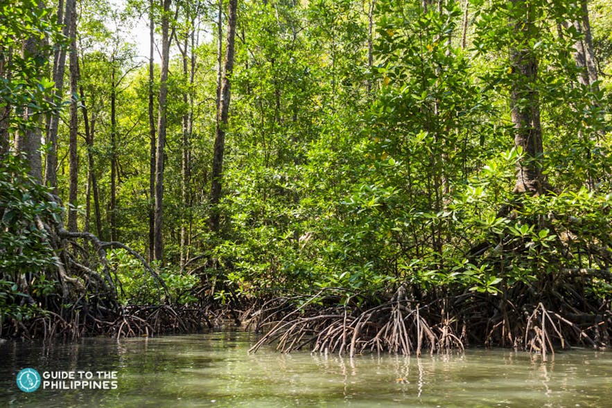 Lush mangrove forests in Puerto Princesa, Palawan