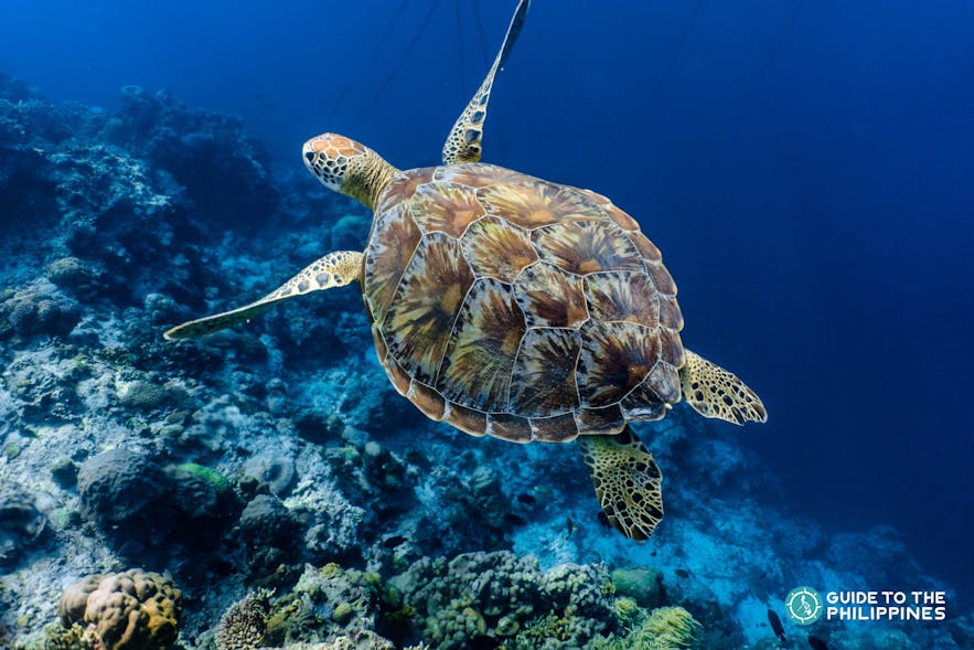A sea turtle swimming under the blue sea
