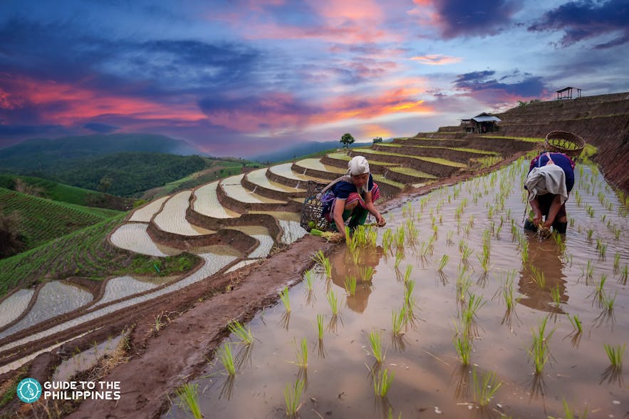 Ifugaos planting rice at dusk Banaue Rice Terraces