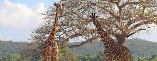 Giraffes at the Calauit Safari