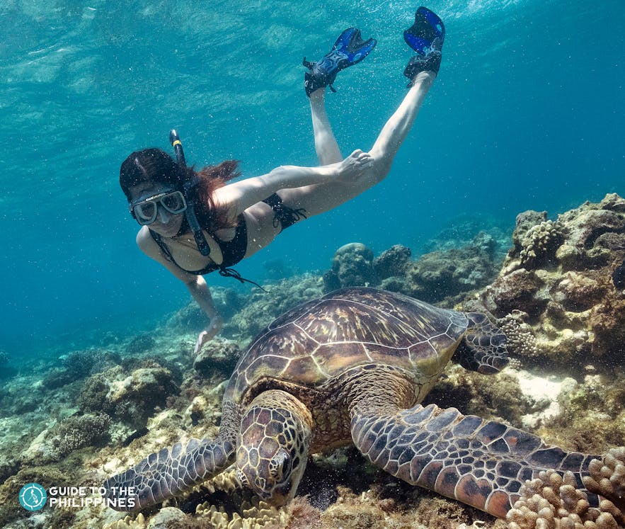 Woman Diver spotting a turtle in nearby Apo Island, Dumaguete