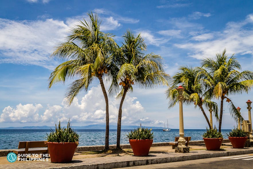 Cocounut Trees of Rizal Boulevard in Dumaguete