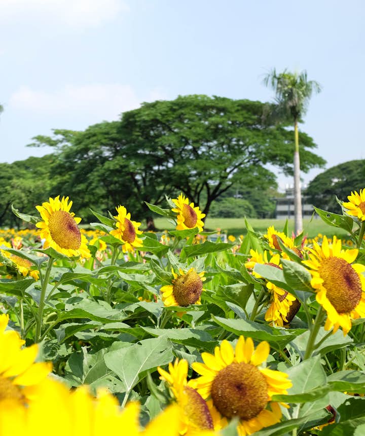 Sunflowers at the University Area in UP Diliman