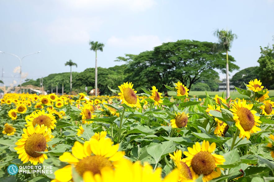 Sunflowers at the University Area in UP Diliman