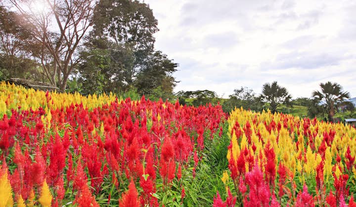 Colorful flowers in Sirao Flower Farm