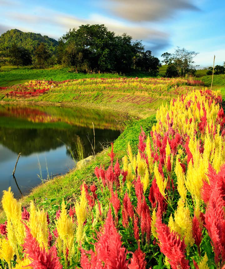 Sirao Flower Garden in Cebu, Philippines