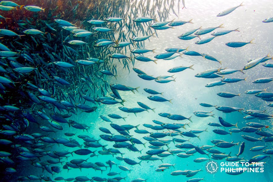 Close up view of the millions of sardines in Moalboal, Cebu