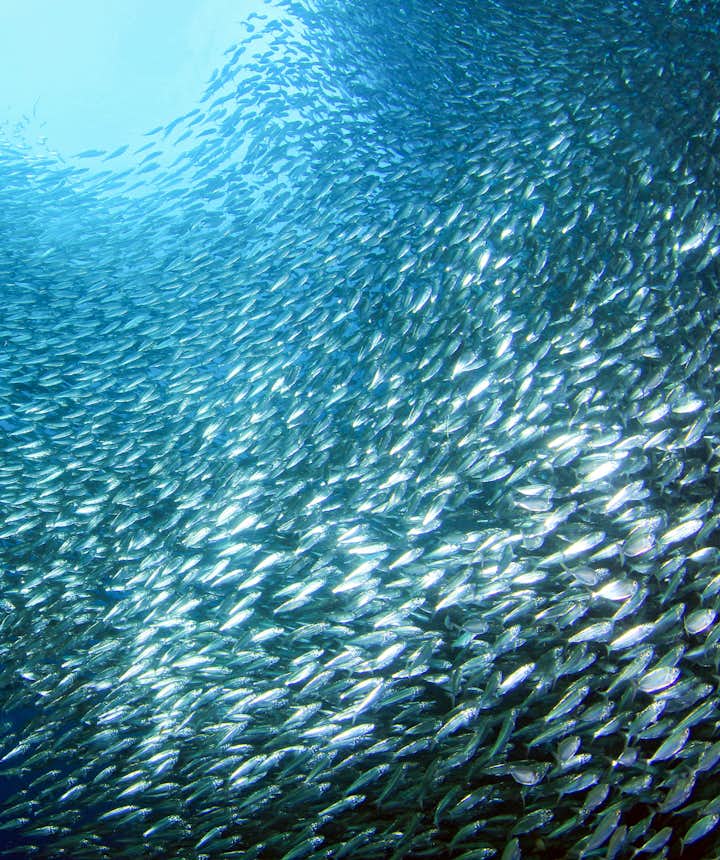 Find millions of sardines swimming in Moalboal, Cebu
