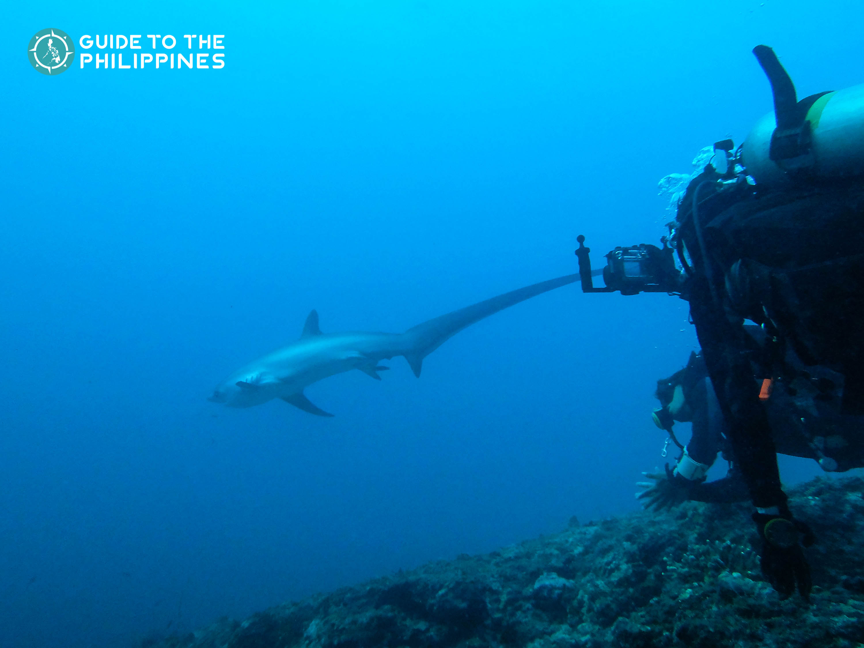 Malapascua Island Cebu Travel Guide: Swim With Thresher Sharks | Guide ...