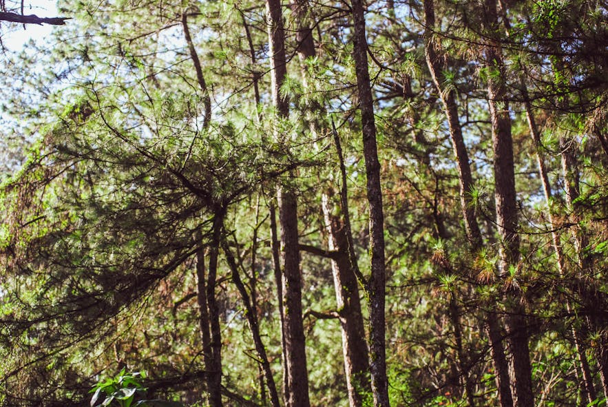 Pine trees in Baguio City