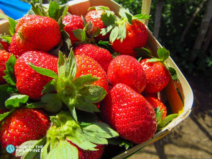 Freshly picked strawberries at Strawberry Farm in La Trinidad, Benguet