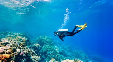 Bohol Panglao Fun Dive in 2 Spots with Snacks & Pick-up | Danao Wall, Haka Point or Alona Wreck