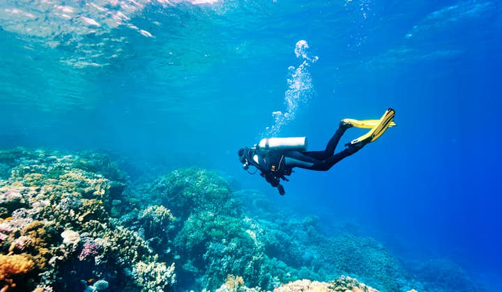 Bohol Panglao Fun Dive in 2 Spots with Snacks & Pick-up | Danao Wall, Haka Point or Alona Wreck