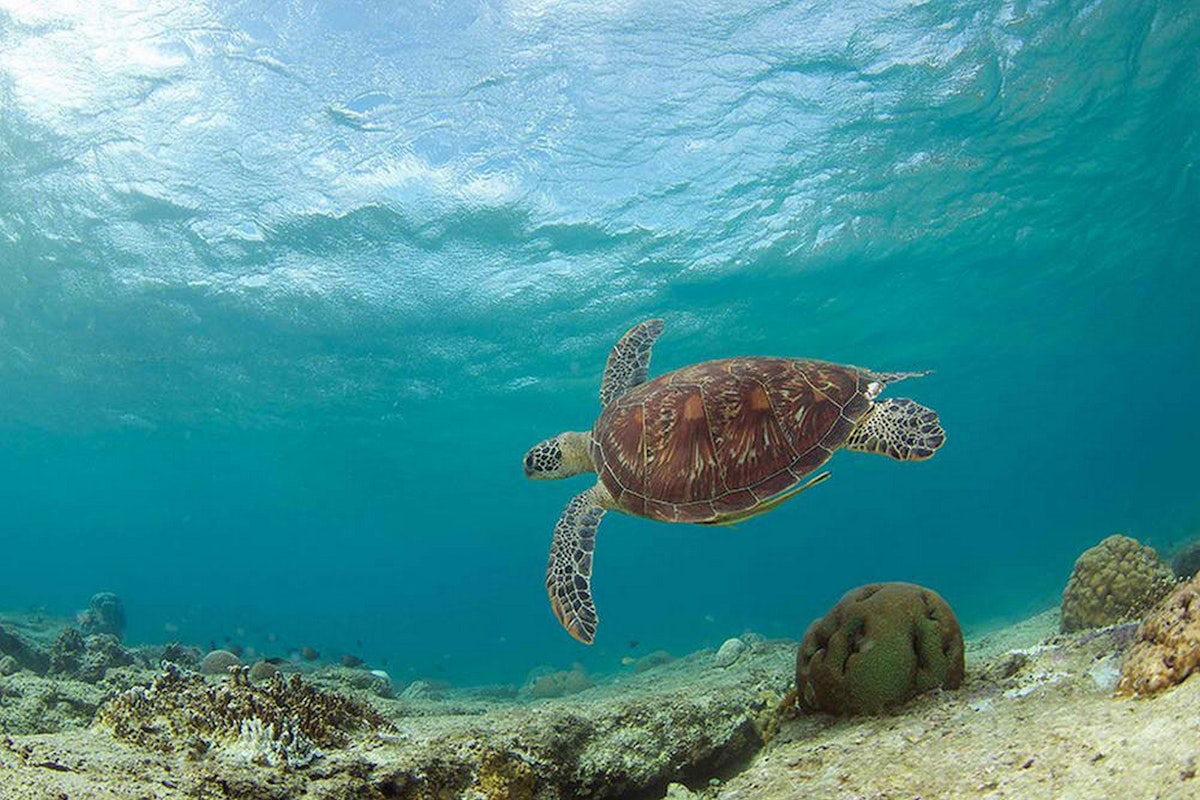 Apo Island Negros Oriental Snorkeling Tour With Lunch & T