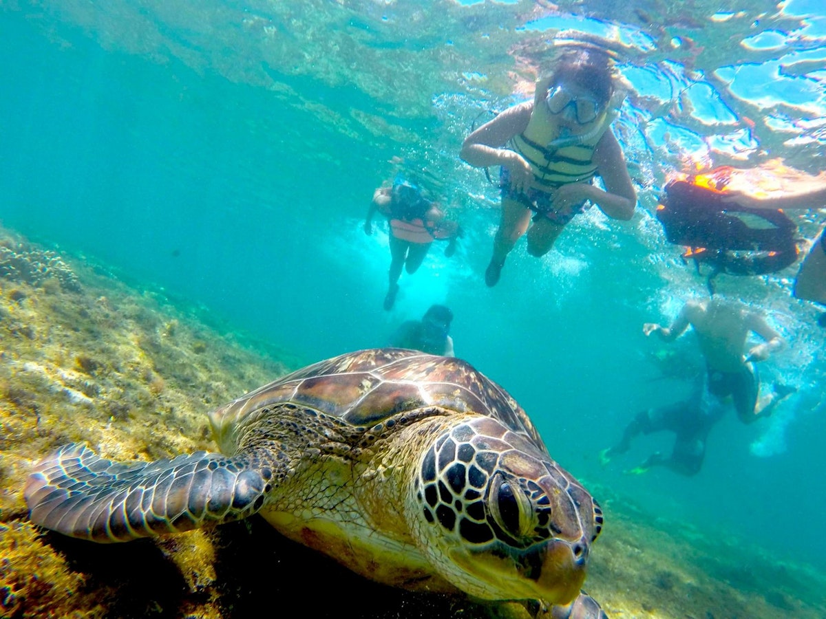 Apo Island Negros Oriental Snorkeling Tour with Lunch & T...