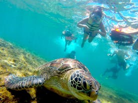 Apo Island Negros Oriental Snorkeling Tour with Lunch & Transfers from Dumaguete