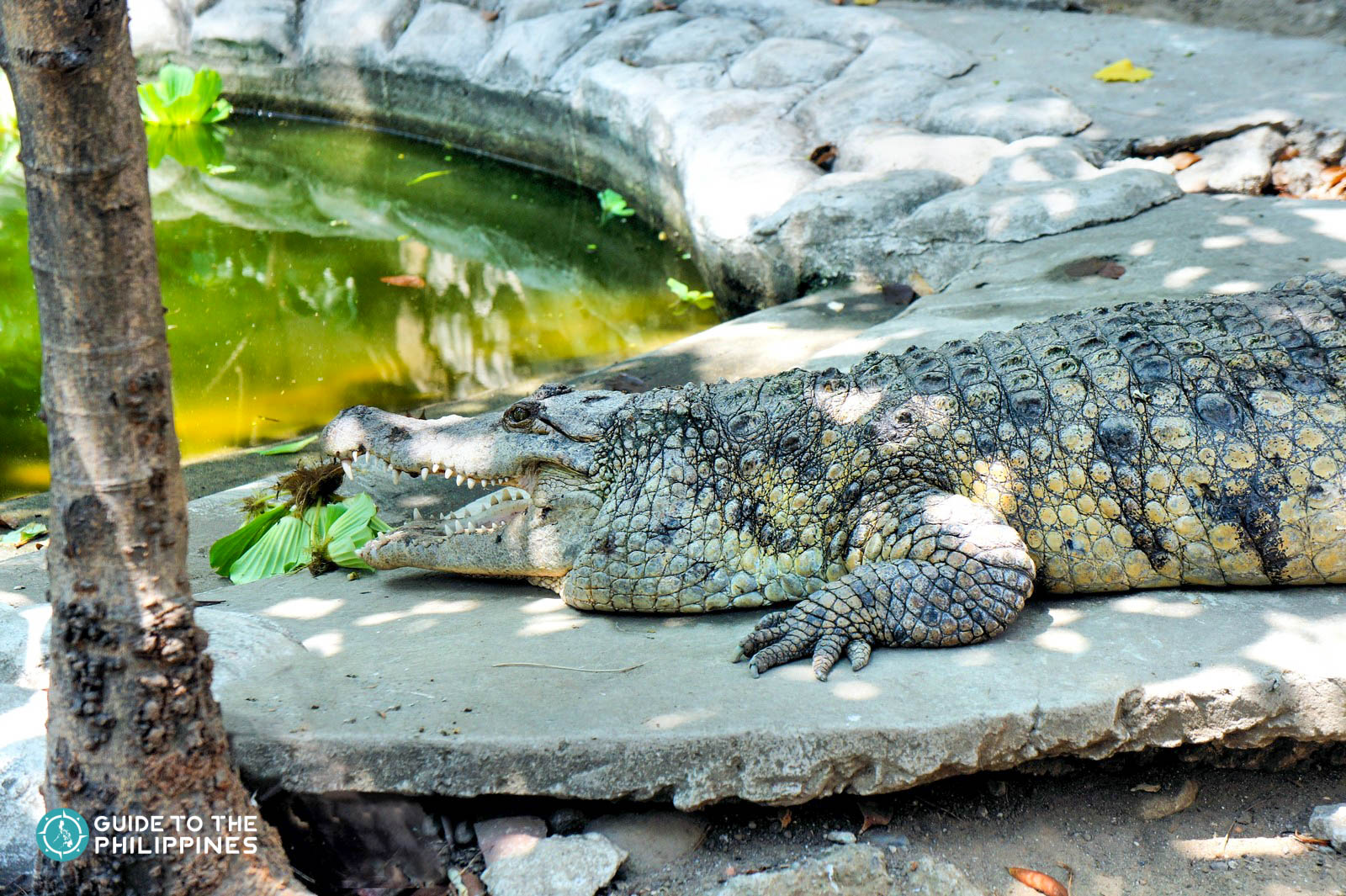 Crocodile Farm in Puerto Princesa, Palawan