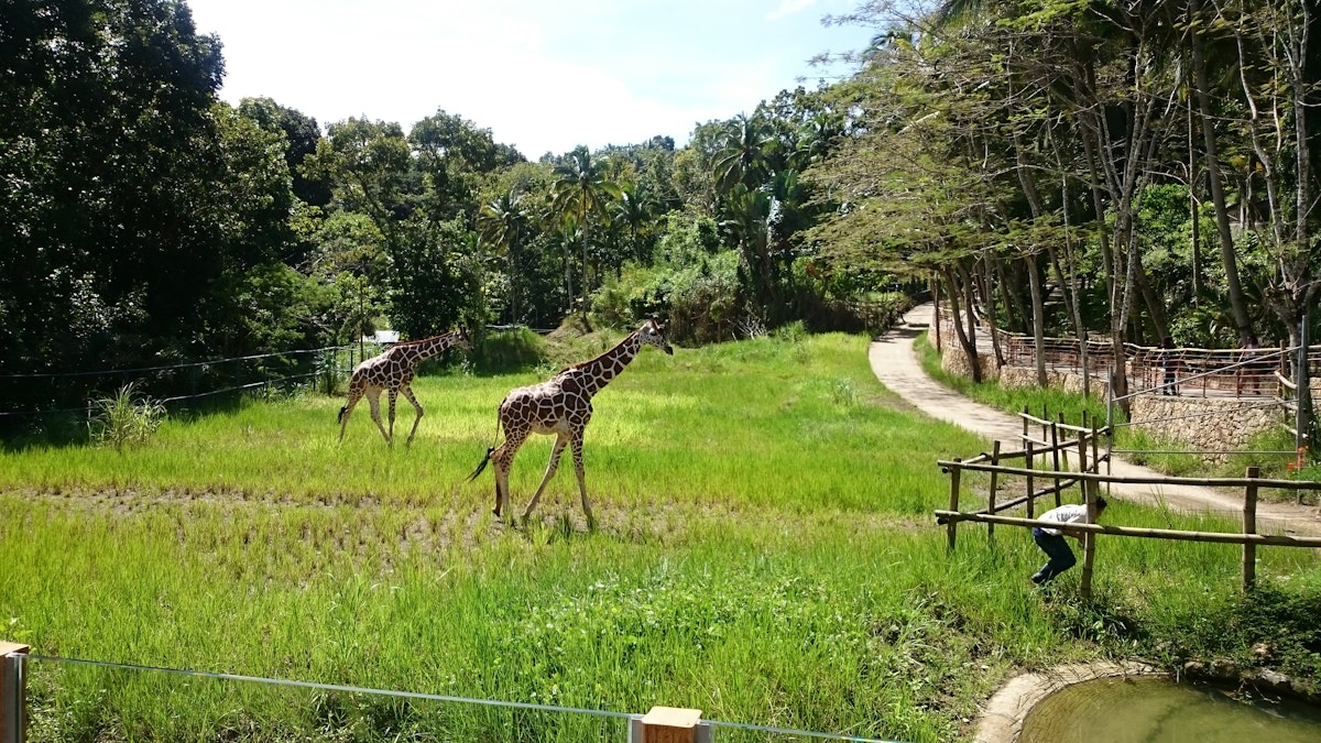 Cebu Safari & Adventure Park Private Day Tour with Transf...