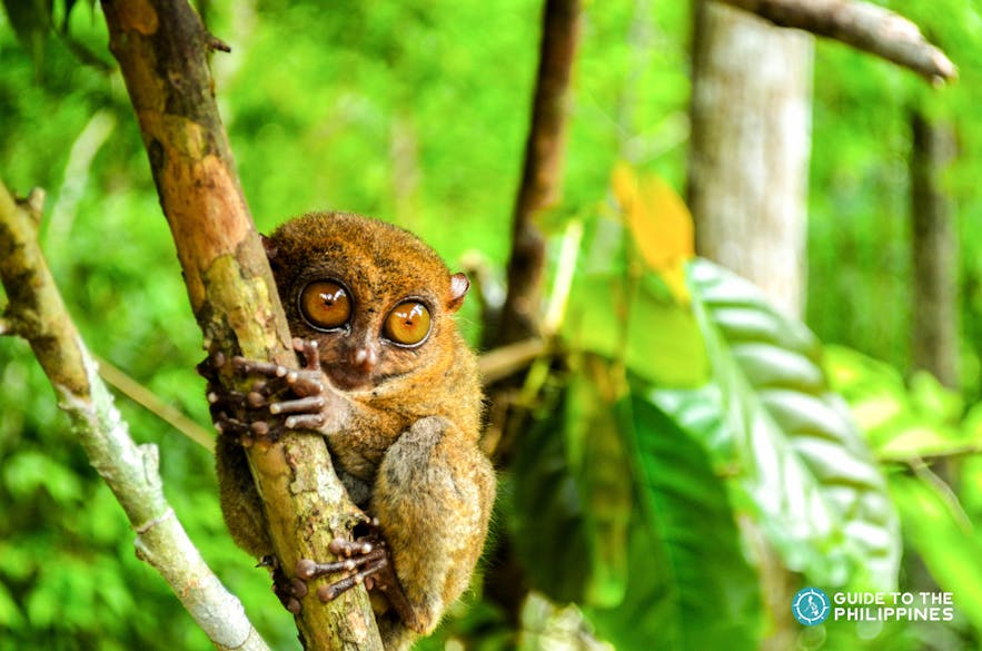Philippine tarsiers are the smallest primate in the world