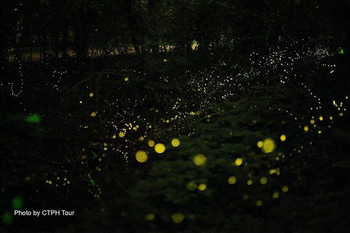 iwahig firefly watching tours