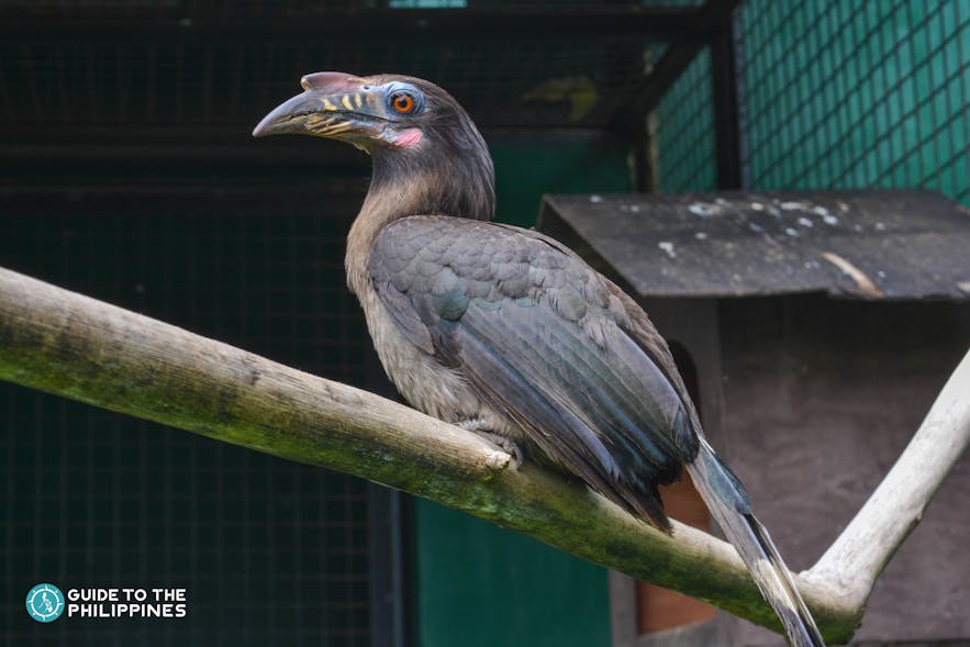 A hornbill inside Albay Park and Wildlife