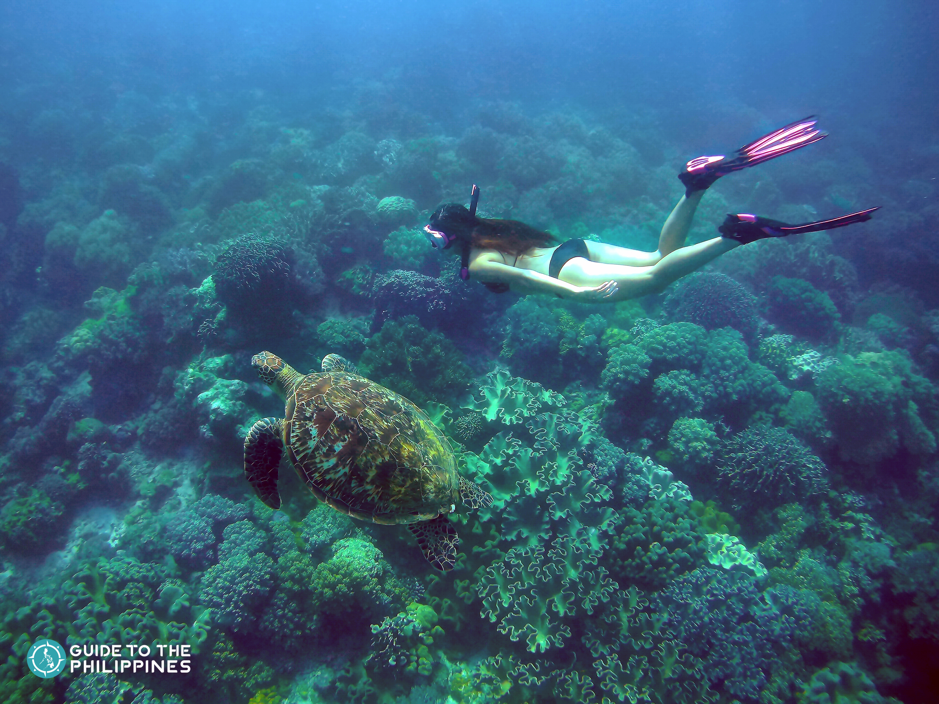 Woman swimming with a sea turtle in Apo Island