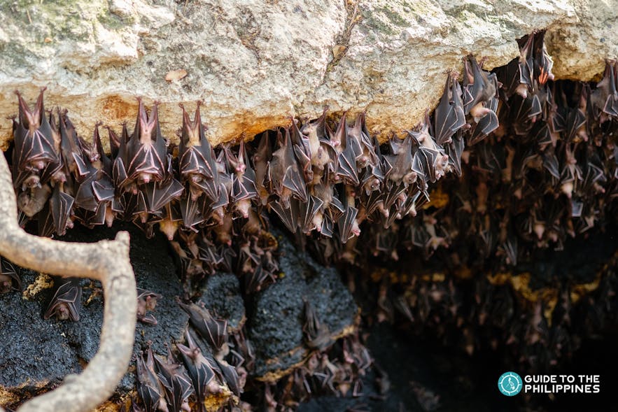 Thousands of fruit-eating bats living in Monfort Bat Cave