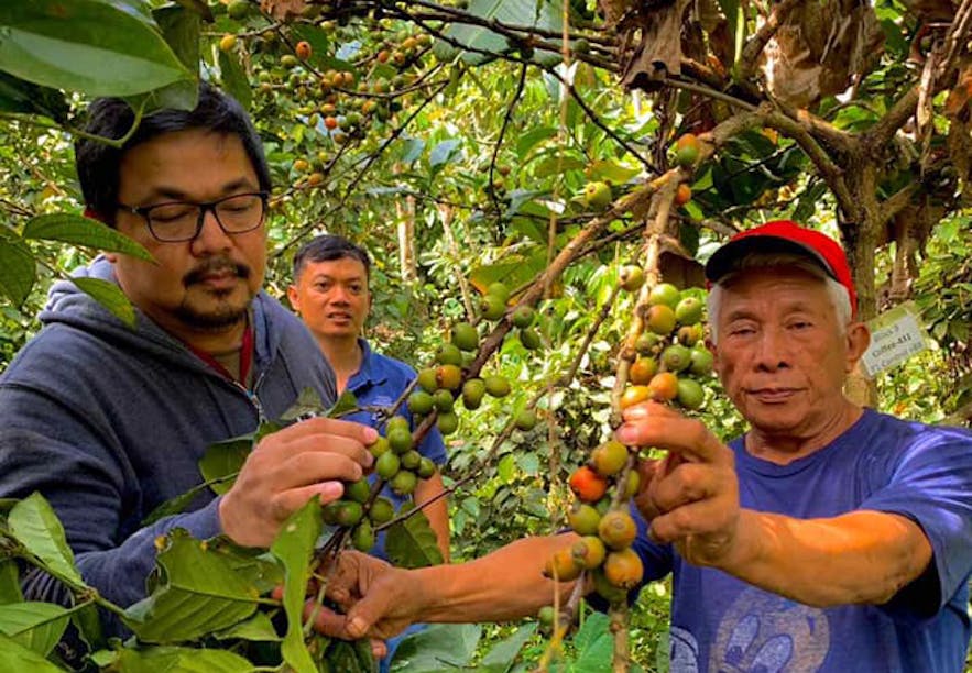 People checking out coffee beans in Gourmet Farms in Cavite