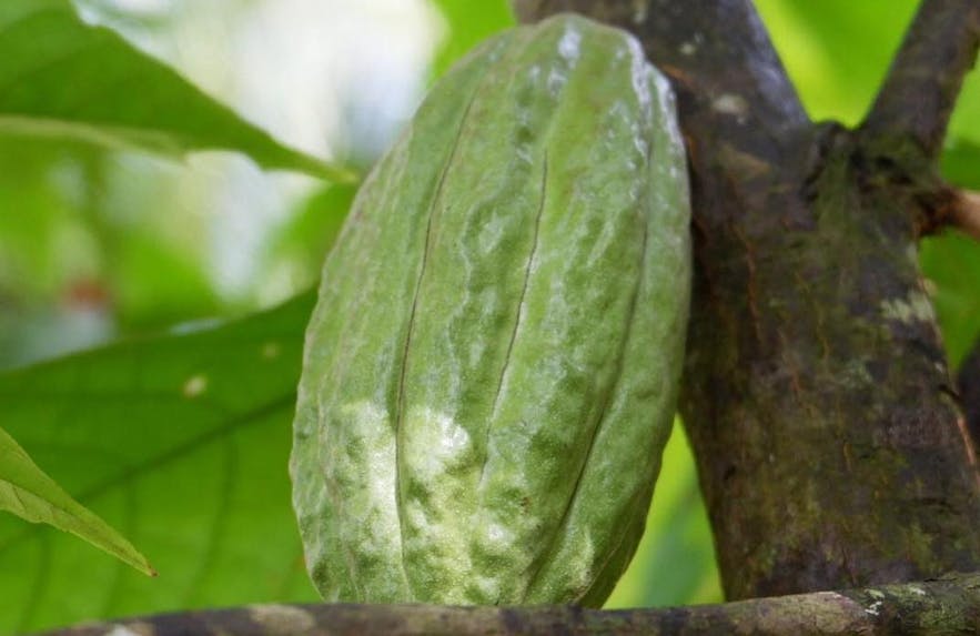 Cacao tree in Bohol