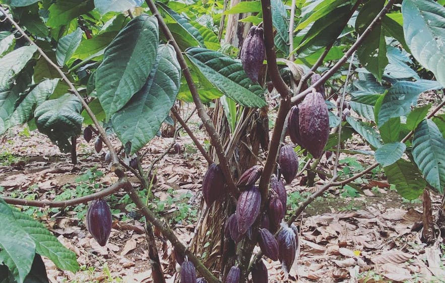 Cacao Tree from Cacao Culture Farms in Davao