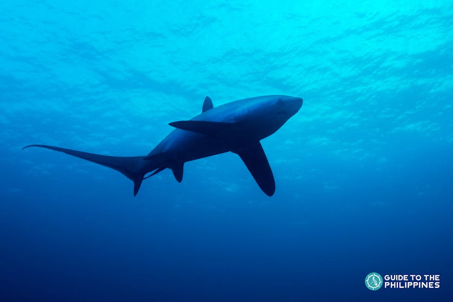 Guide To Diving In Malapascua Top Dive Sites To Swim With Thresher Sharks Guide To The