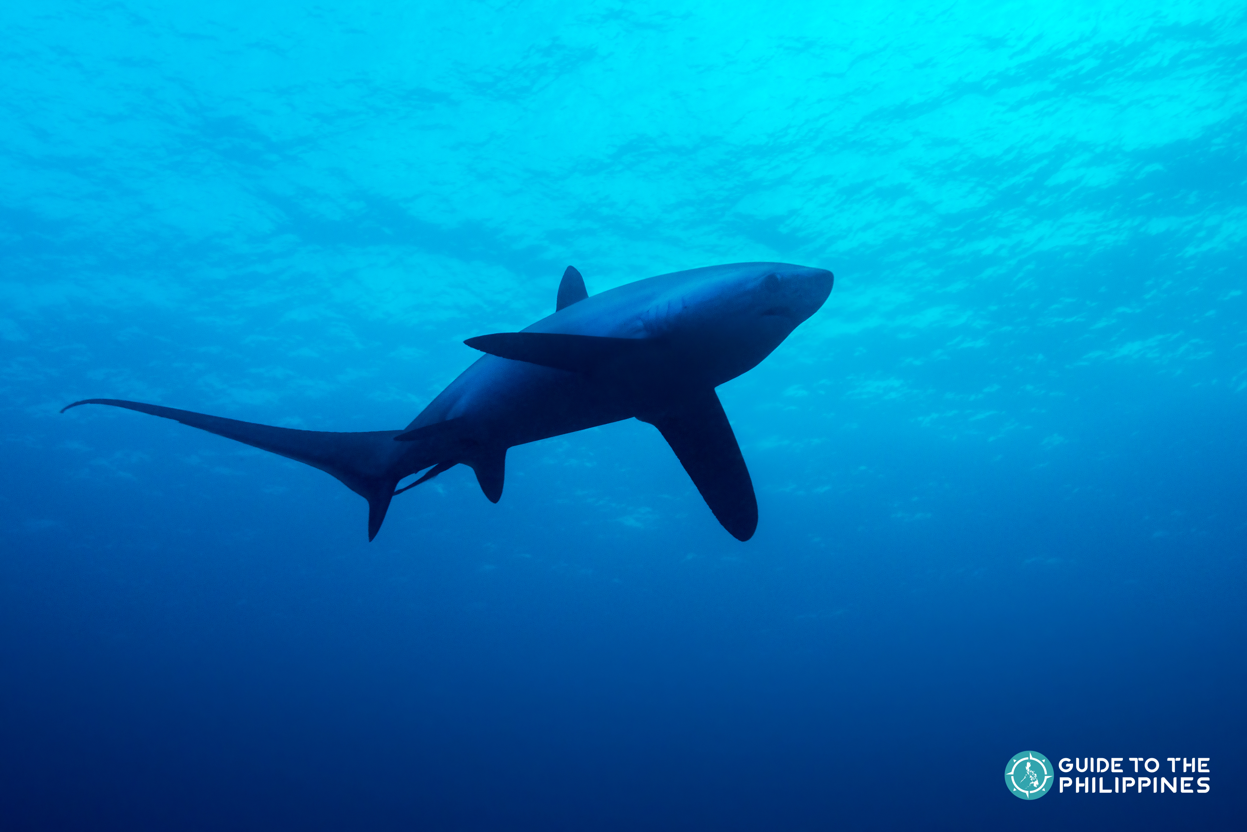 Guide To Diving In Malapascua: Swim With Thresher Sharks ...