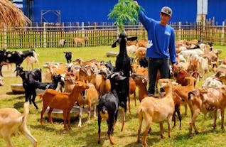 A farmer feeding the goats in Dagui Family Farm