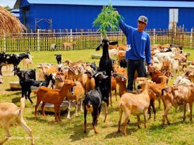 A farmer feeding the goats in Dagui Family Farm